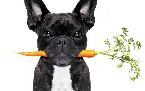 FIBER: A Friendly Food for your Dog&rsquo;s Health