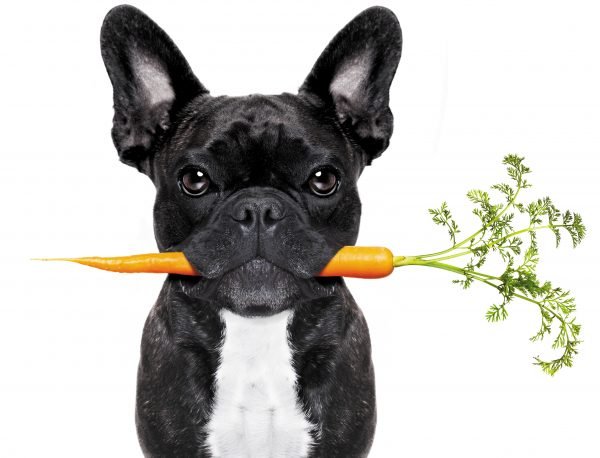 FIBER: A Friendly Food for your Dog’s Health