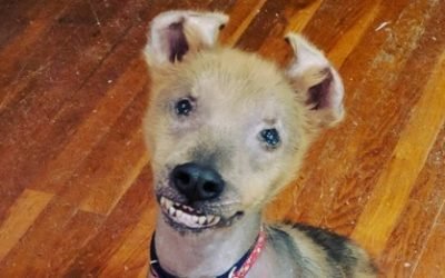 This Special Pup Was Born With A Permanent Smile
