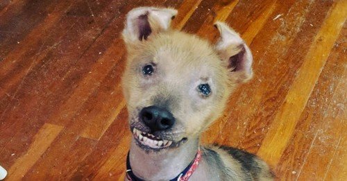 This Special Pup Was Born With A Permanent Smile