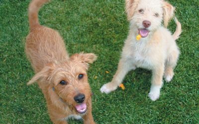 5 Things to Consider When Introducing a New Dog