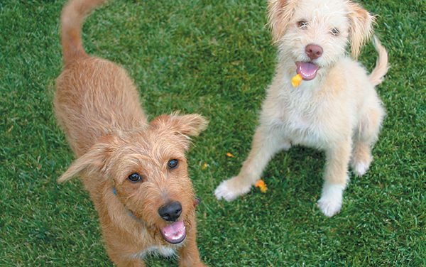 5 Things to Consider When Introducing a New Dog