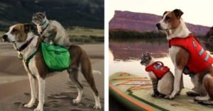 A Rescue Dog And Cat Go On The Most Incredible Adventures Together