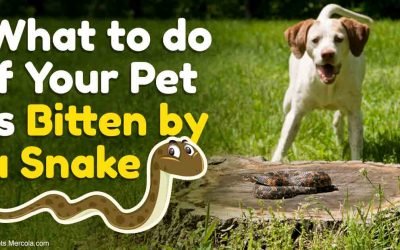 If a Snake Bites Your Pet, Never Do This