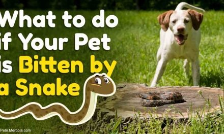If a Snake Bites Your Pet, Never Do This