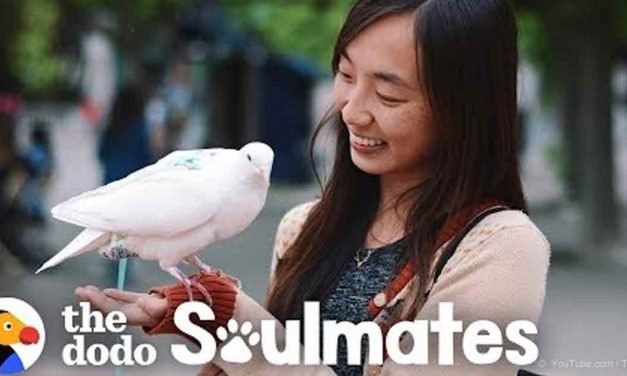 Little Pigeon Gives Kisses