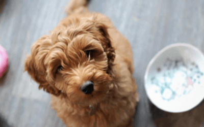 The Long Term Cost of Cheap Dog Food