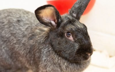 A rabbit that is the true definition of a survivor and more up for adoption in Phoenix-area shelters this week