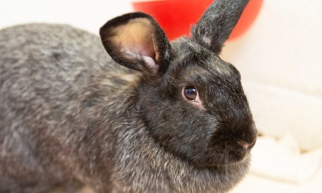 A rabbit that is the true definition of a survivor and more up for adoption in Phoenix-area shelters this week