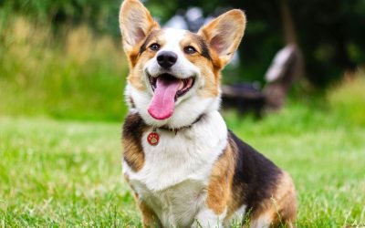 15 must-have pet products on sale —because your dog deserves presents