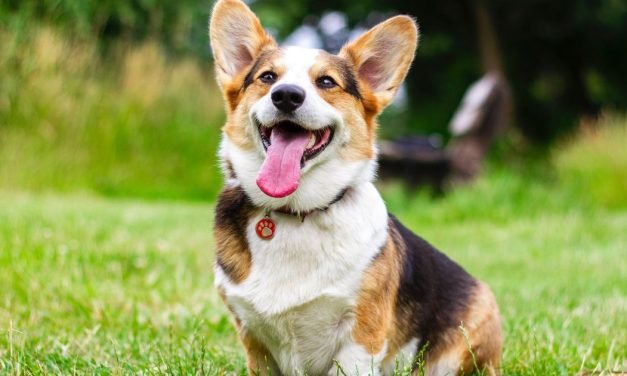 15 must-have pet products on sale &mdash;because your dog deserves presents
