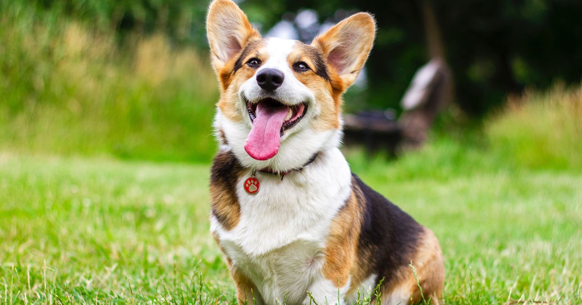 15 must-have pet products on sale —because your dog deserves presents