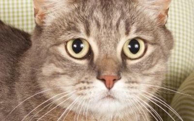 A fierce hunter and more up for adoption in Phoenix-area shelters this week