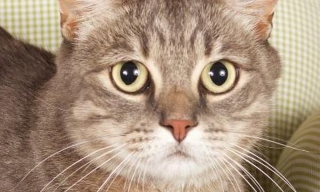 A fierce hunter and more up for adoption in Phoenix-area shelters this week