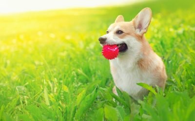 Are Plastic Dog Toys Harming Your Pet?