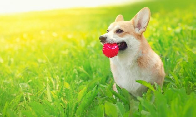 Are Plastic Dog Toys Harming Your Pet?