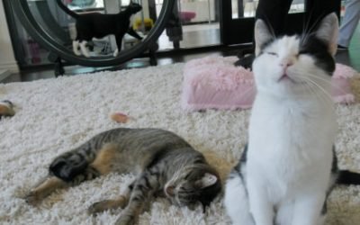 Feline Good Social Club finally open for business—and pleasure – Long Beach Post