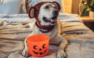10 dog Halloween costumes that are totally Instagram-worthy