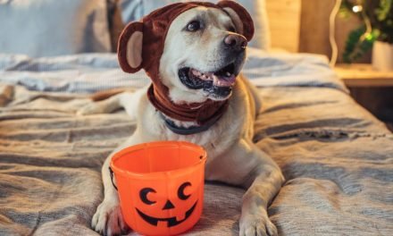 10 dog Halloween costumes that are totally Instagram-worthy