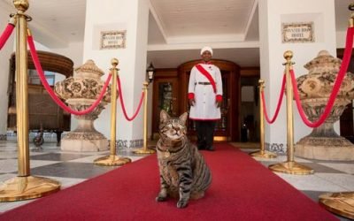 Best Hotels With Pets In Residence You Need To Meet