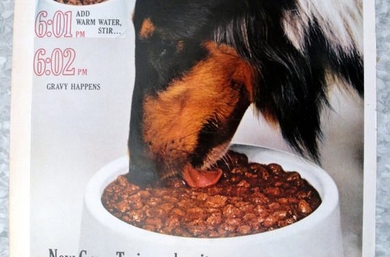 1962 Collie -Gravy Train Dog Food -Add Water Original 13.5 * 10.5 Magazine Ad-Pet Food