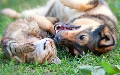 21 Surprisingly Simple Ways to Save Money on Pet Care
