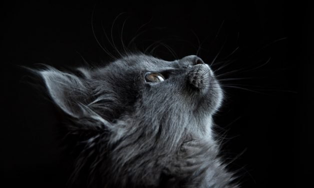 Important Reasons Why You Should Own A Pet