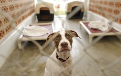 How To Foster An Animal For The First Time