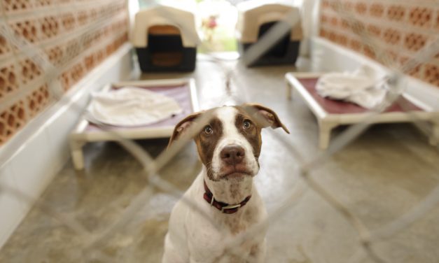 How To Foster An Animal For The First Time