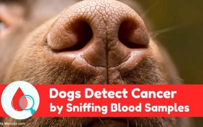 Can Dogs Really Detect Malignancy? This Study Proves It