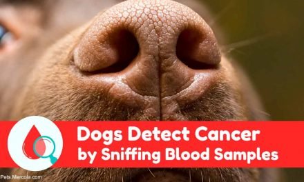 Can Dogs Really Detect Malignancy? This Study Proves It