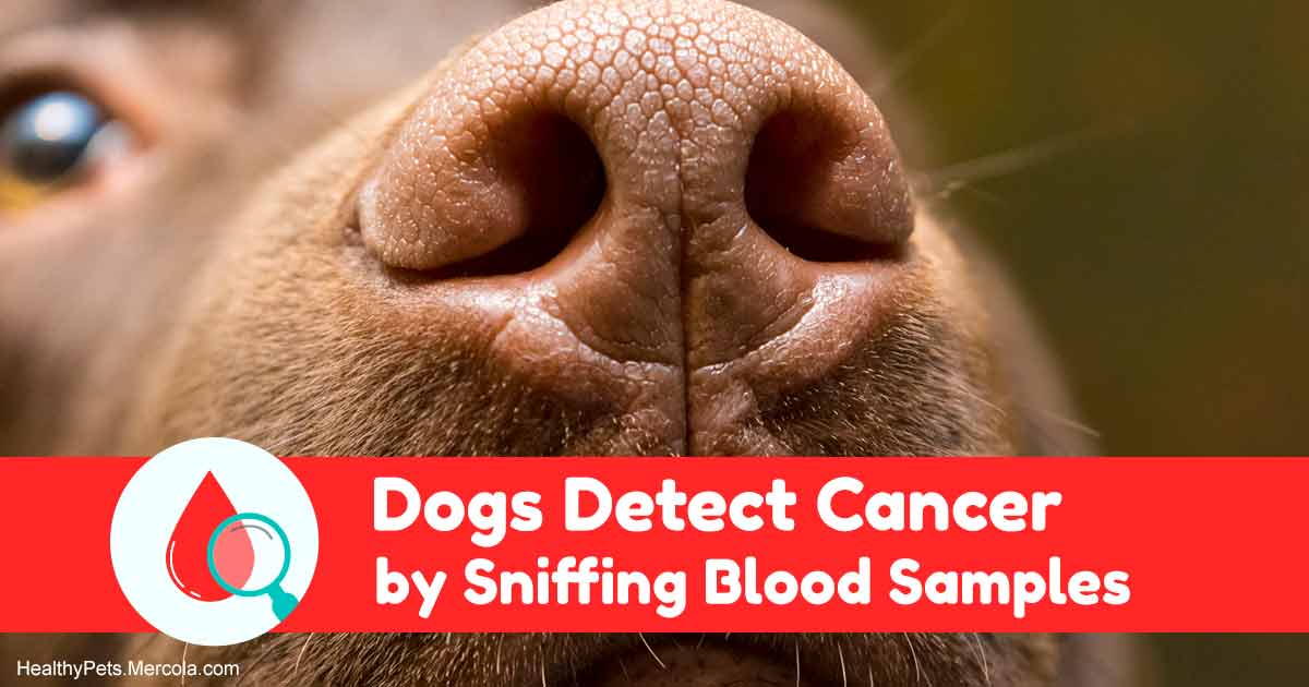 Can Dogs Really Detect Malignancy? This Study Proves It