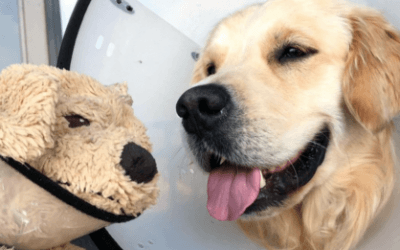 Golden Retriever Needed A Cone, So His Favorite Plushie Got One Too
