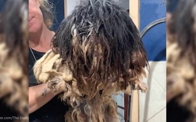 Shaggy Dog Gets a Makeover