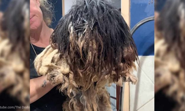 Shaggy Dog Gets a Makeover