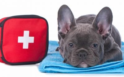 Preparing for Your Pets When Calamity Calls