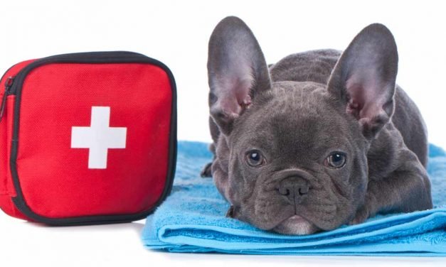 Preparing for Your Pets When Calamity Calls