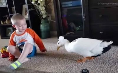 A Duck and His Boy