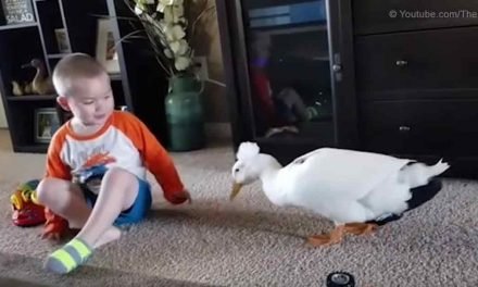 A Duck and His Boy