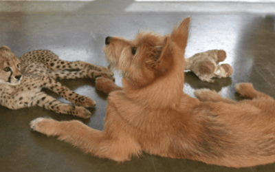 Abandoned Baby Cheetah Becomes Best Friends With A Rescue Dog