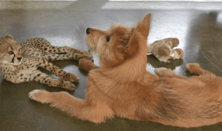 Abandoned Baby Cheetah Becomes Best Friends With A Rescue Dog