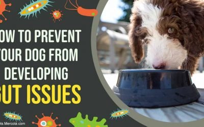Gut Issues? Many Vets Miss the Mark for Effective Treatment