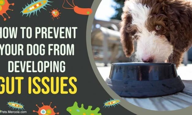 Gut Issues? Many Vets Miss the Mark for Effective Treatment