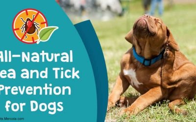 What You Need to Know Before Using Any Flea and Tick Product
