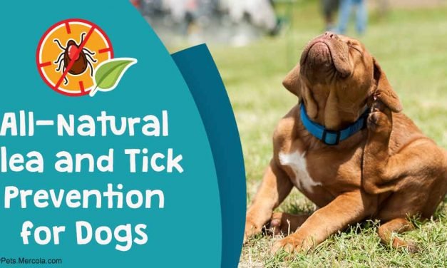 What You Need to Know Before Using Any Flea and Tick Product