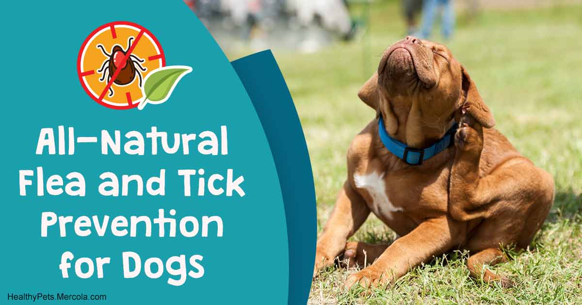 What You Need to Know Before Using Any Flea and Tick Product