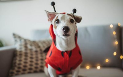 6 tips that every pet parent should know on Halloween