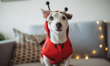 6 tips that every pet parent should know on Halloween