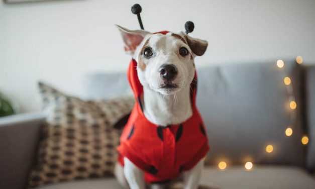 6 tips that every pet parent should know on Halloween