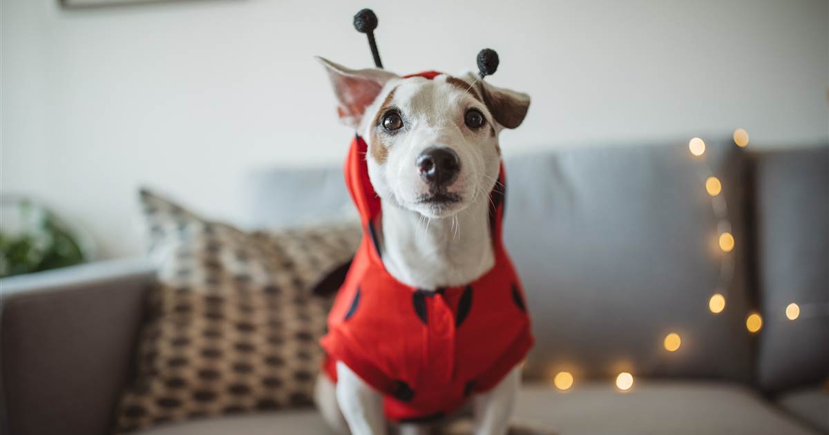 6 tips that every pet parent should know on Halloween